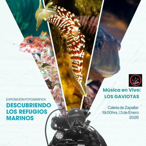 Los Gaviotas Lanzan su Nuevo Single ‘TENGO’